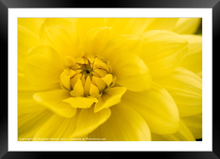 A close up of a yellow Dahlia flower Framed Mounted Print by Stephen Rennie