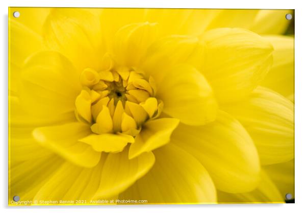 A close up of a yellow Dahlia flower Acrylic by Stephen Rennie