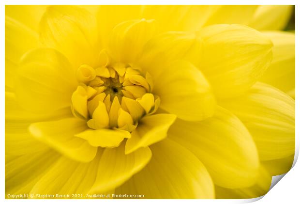 A close up of a yellow Dahlia flower Print by Stephen Rennie