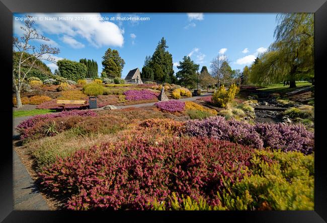 The Heather Collection, Rodney Gardens, Perth Framed Print by Navin Mistry