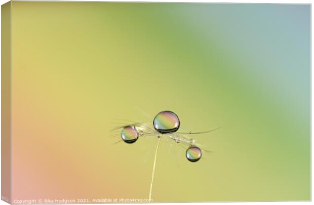 Water Droplets, Close up, Dandilion seed Canvas Print by Rika Hodgson