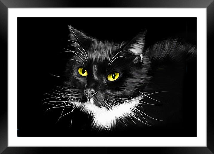 Domestic Black and White cat canvas print Framed Mounted Print by Julie Hoddinott