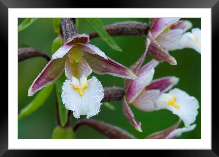 Marsh Helleborine Orchids Framed Mounted Print by Arterra 
