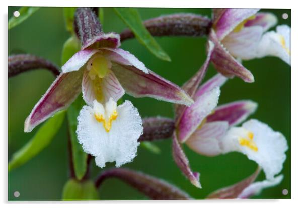 Marsh Helleborine Orchids Acrylic by Arterra 