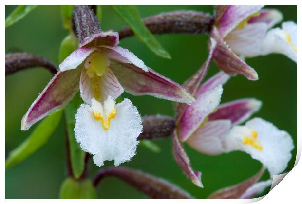 Marsh Helleborine Orchids Print by Arterra 