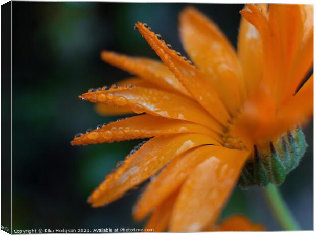 Close up, Water droplets, Orange flower Canvas Print by Rika Hodgson