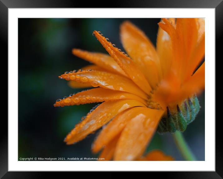 Close up, Water droplets, Orange flower Framed Mounted Print by Rika Hodgson