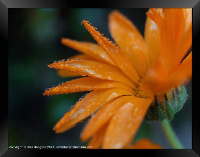 Close up, Water droplets, Orange flower Framed Print by Rika Hodgson