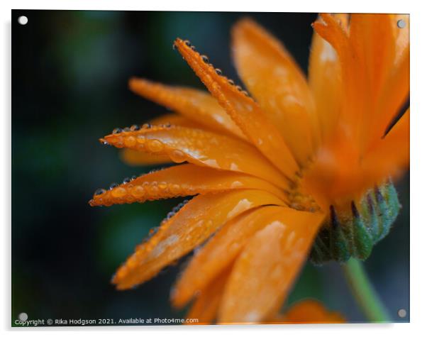 Close up, Water droplets, Orange flower Acrylic by Rika Hodgson