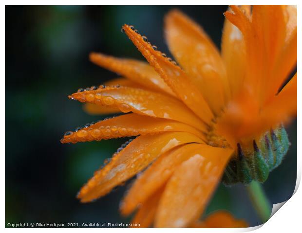 Close up, Water droplets, Orange flower Print by Rika Hodgson