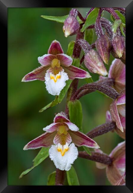 Marsh Helleborine Orchid Framed Print by Arterra 