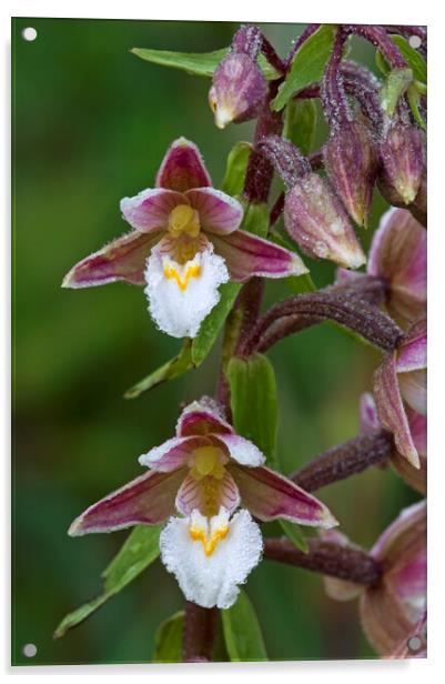 Marsh Helleborine Orchid Acrylic by Arterra 