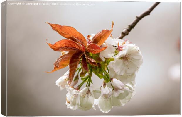 Spring blossom Canvas Print by Christopher Keeley