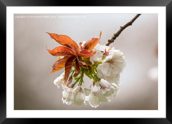 Spring blossom Framed Mounted Print by Christopher Keeley