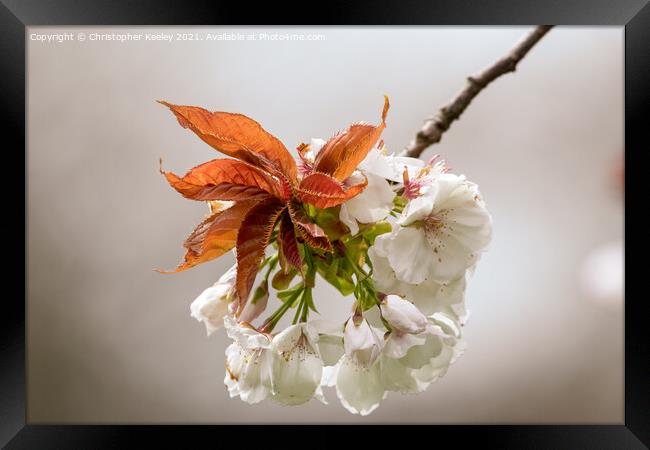 Spring blossom Framed Print by Christopher Keeley