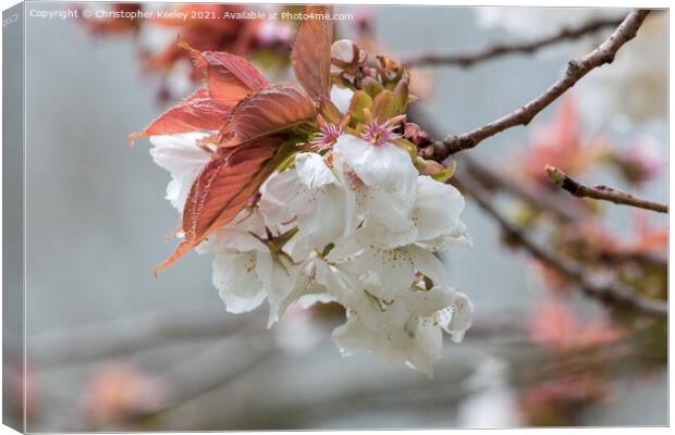spring blossom prunus Canvas Print by Christopher Keeley