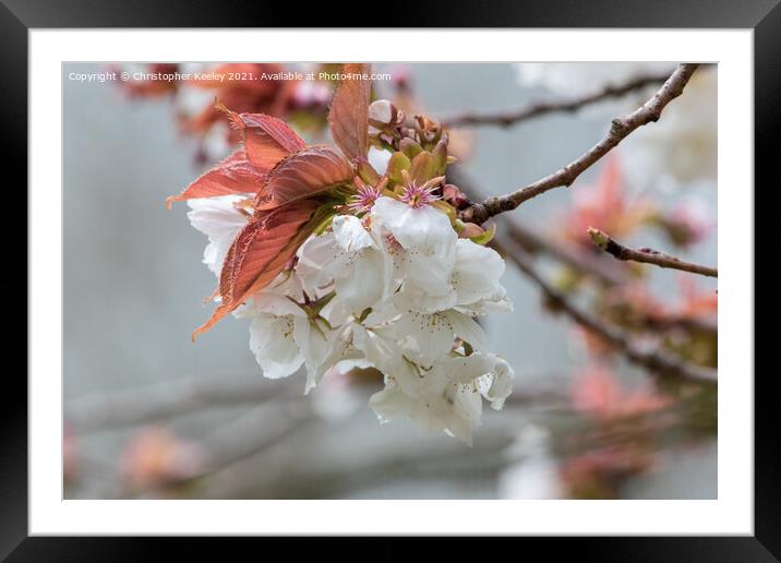 spring blossom prunus Framed Mounted Print by Christopher Keeley