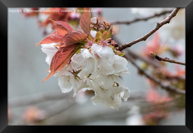 spring blossom prunus Framed Print by Christopher Keeley
