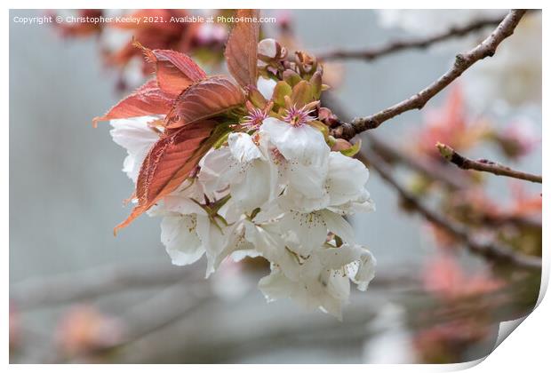spring blossom prunus Print by Christopher Keeley