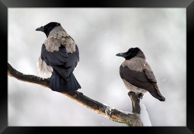 Hooded Crow Pair in the Snow Framed Print by Arterra 
