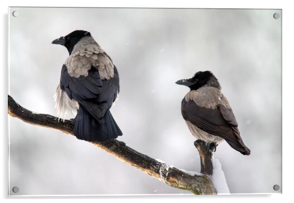 Hooded Crow Pair in the Snow Acrylic by Arterra 