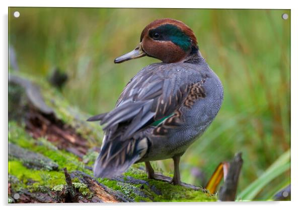 Eurasian Teal Drake Acrylic by Arterra 