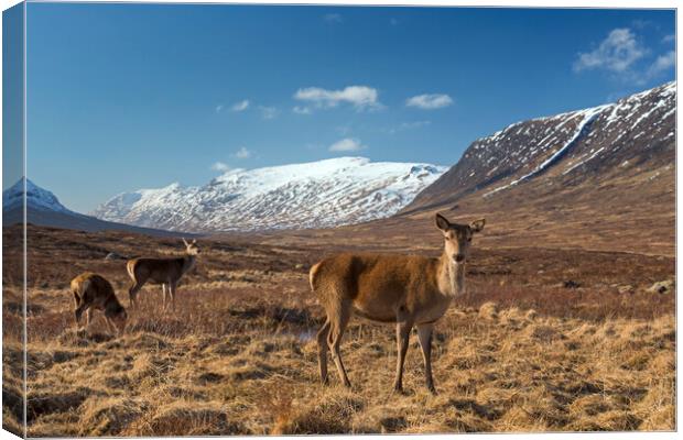 Red Deer Hinds in Scotland Canvas Print by Arterra 