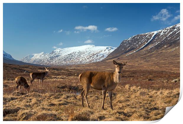 Red Deer Hinds in Scotland Print by Arterra 