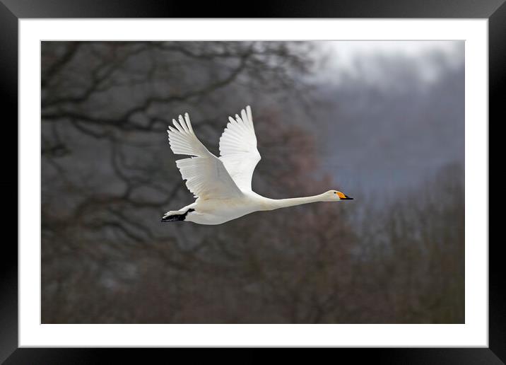 Whooper Swan in Flight Framed Mounted Print by Arterra 