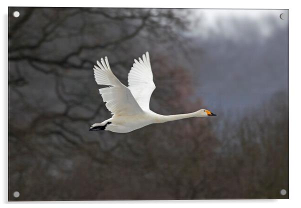 Whooper Swan in Flight Acrylic by Arterra 