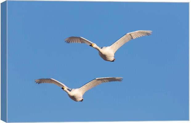 Two Whooper Swans in Flight Canvas Print by Arterra 