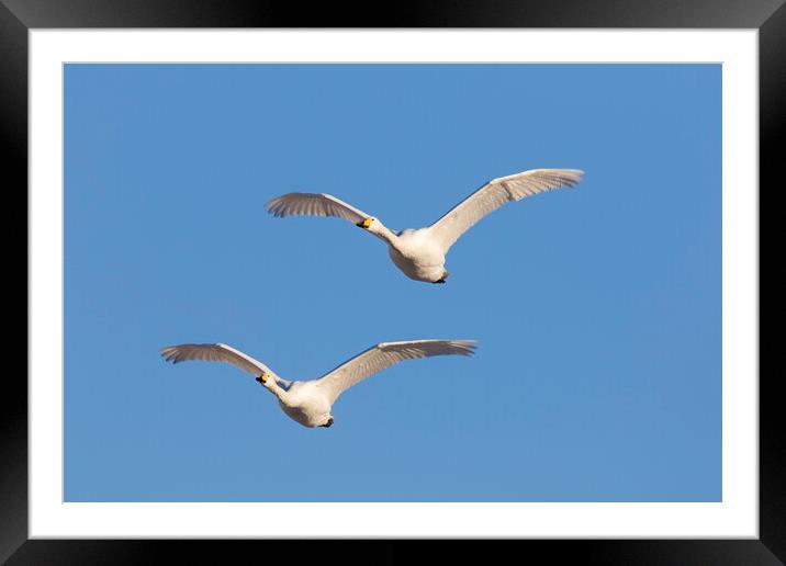 Two Whooper Swans in Flight Framed Mounted Print by Arterra 