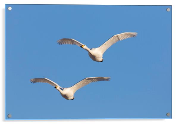 Two Whooper Swans in Flight Acrylic by Arterra 