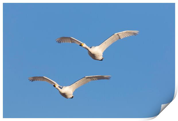 Two Whooper Swans in Flight Print by Arterra 