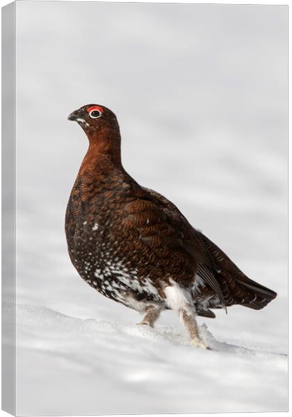 Red Grouse in the Snow Canvas Print by Arterra 