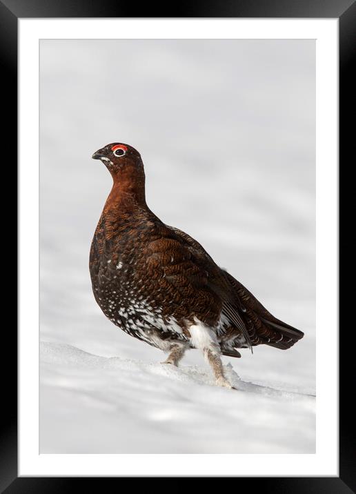 Red Grouse in the Snow Framed Mounted Print by Arterra 