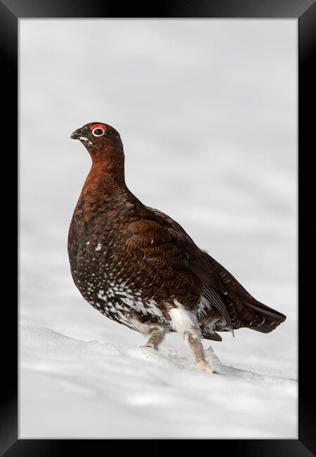 Red Grouse in the Snow Framed Print by Arterra 