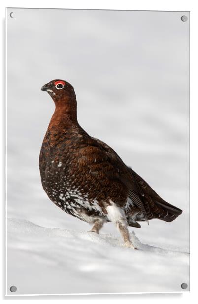 Red Grouse in the Snow Acrylic by Arterra 