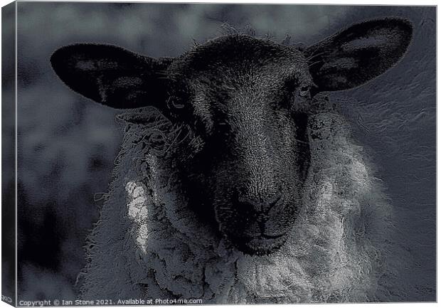 Nora, the nosey sheep. Canvas Print by Ian Stone
