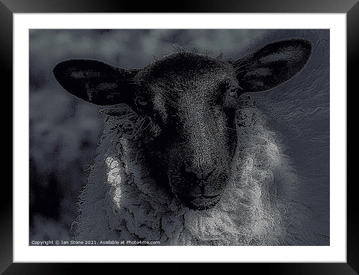 Nora, the nosey sheep. Framed Mounted Print by Ian Stone