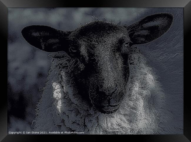 Nora, the nosey sheep. Framed Print by Ian Stone
