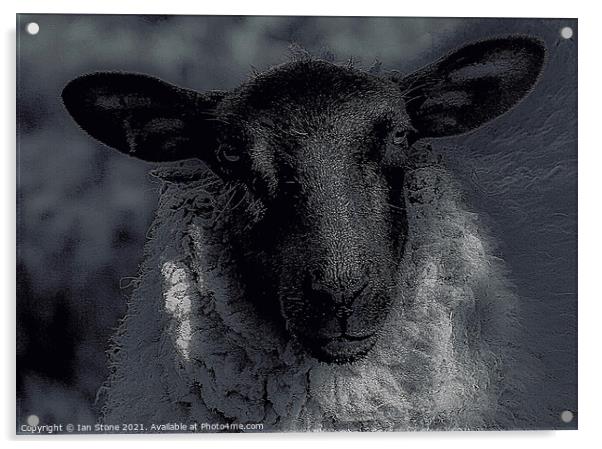 Nora, the nosey sheep. Acrylic by Ian Stone