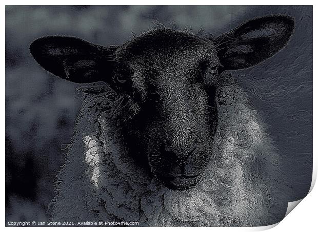 Nora, the nosey sheep. Print by Ian Stone