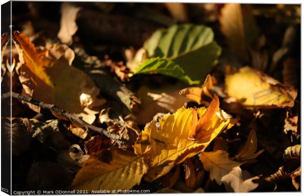 Autumn Leaf Canvas Print by Mark ODonnell