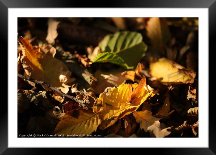 Autumn Leaf Framed Mounted Print by Mark ODonnell