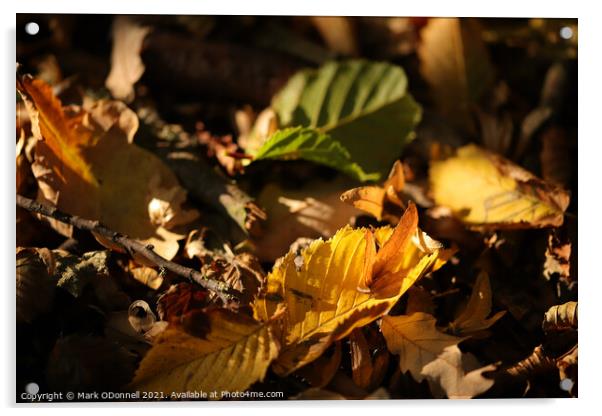 Autumn Leaf Acrylic by Mark ODonnell
