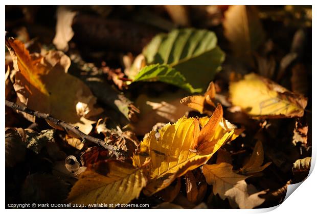 Autumn Leaf Print by Mark ODonnell