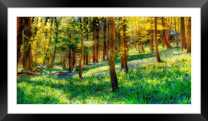 Bluebell woods Framed Mounted Print by Kevin Elias