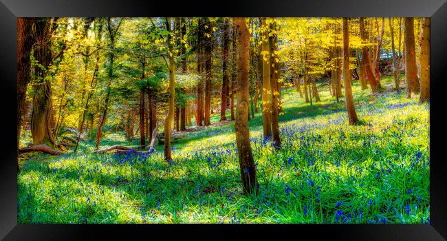 Bluebell woods Framed Print by Kevin Elias