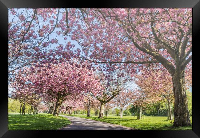 Cherry blossom on an avenue of trees Framed Print by Jason Wells